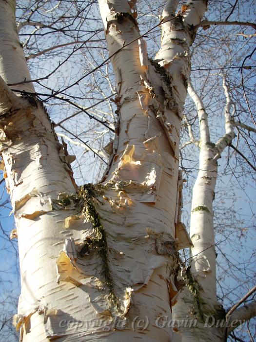 Silver birch, Greenwich Park DSCN0895.JPG -           